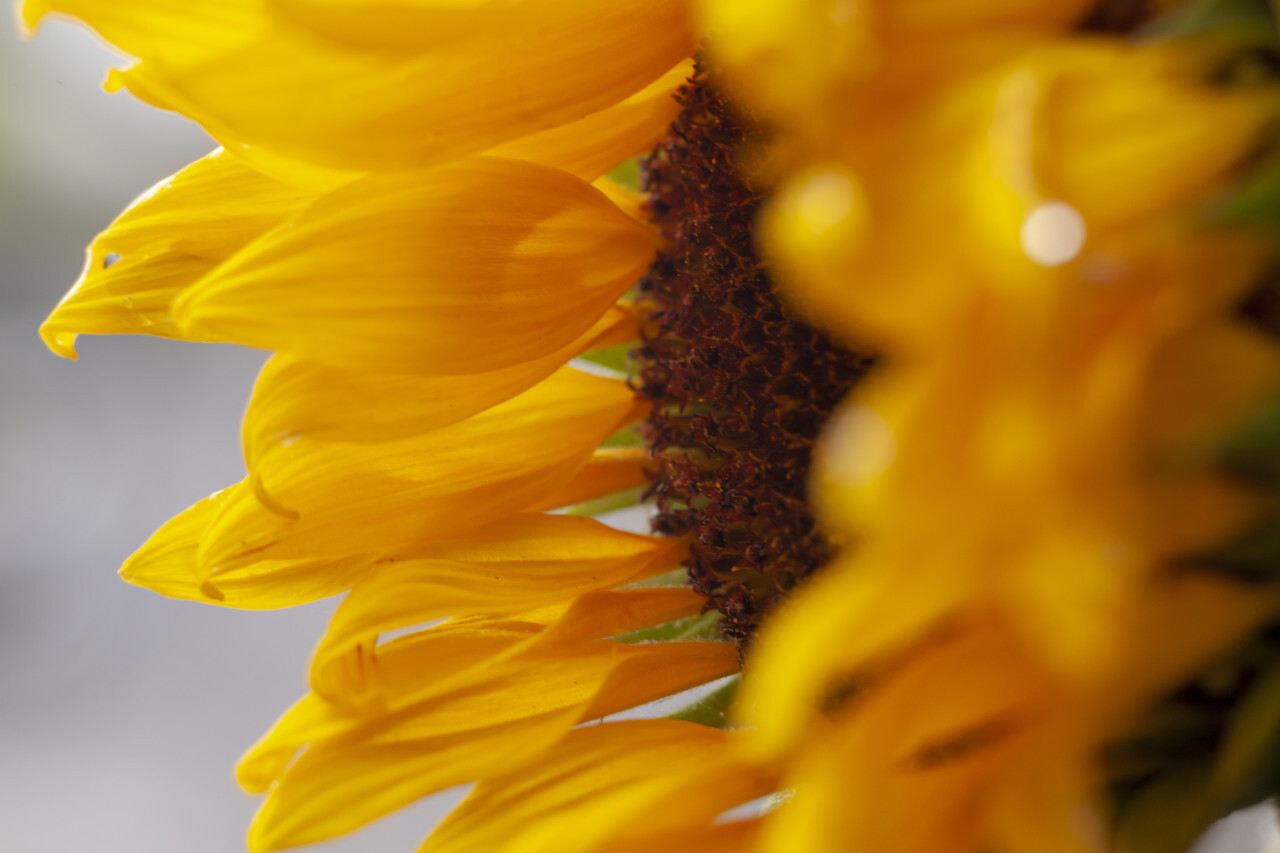 Sunflower from the side close-up