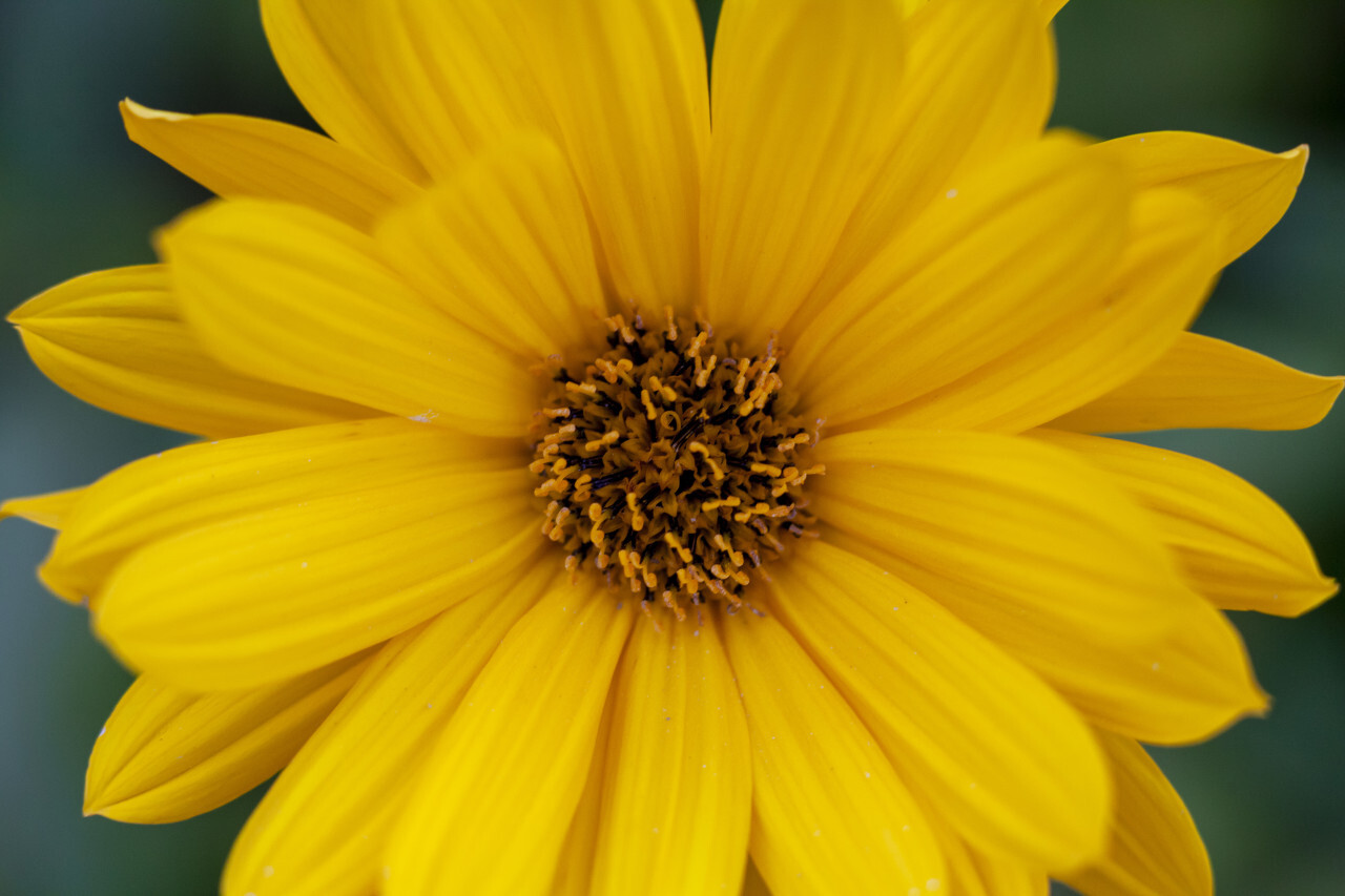 Close up view of a yellow daisy flower