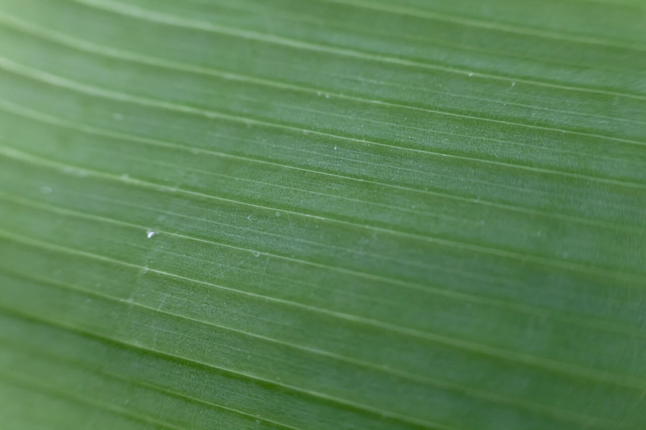 Banana leaf texture