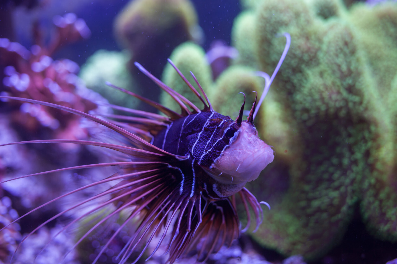 Clearfin lionfish (Pterois radiata)