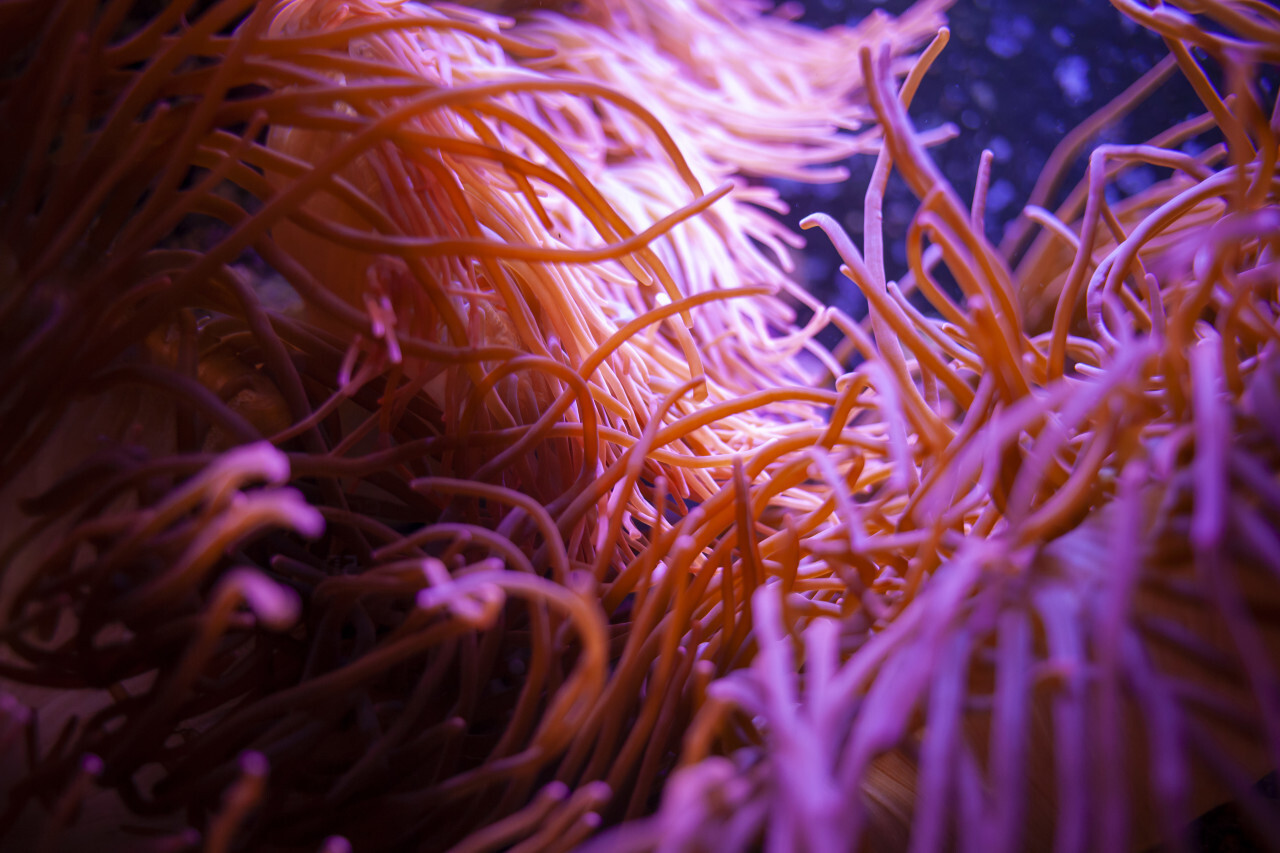 sea anemones