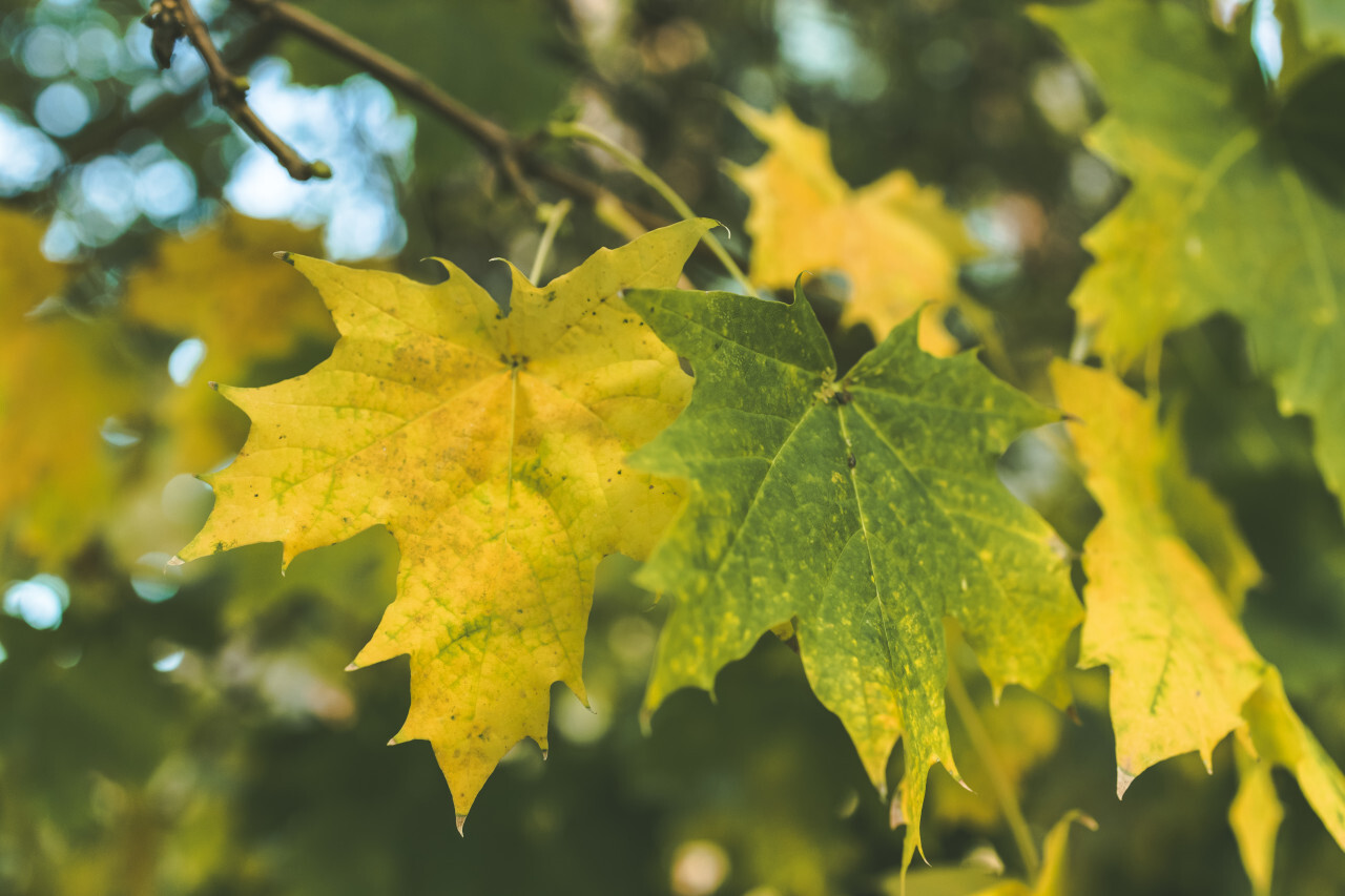 Yellow maple leaves in autumn