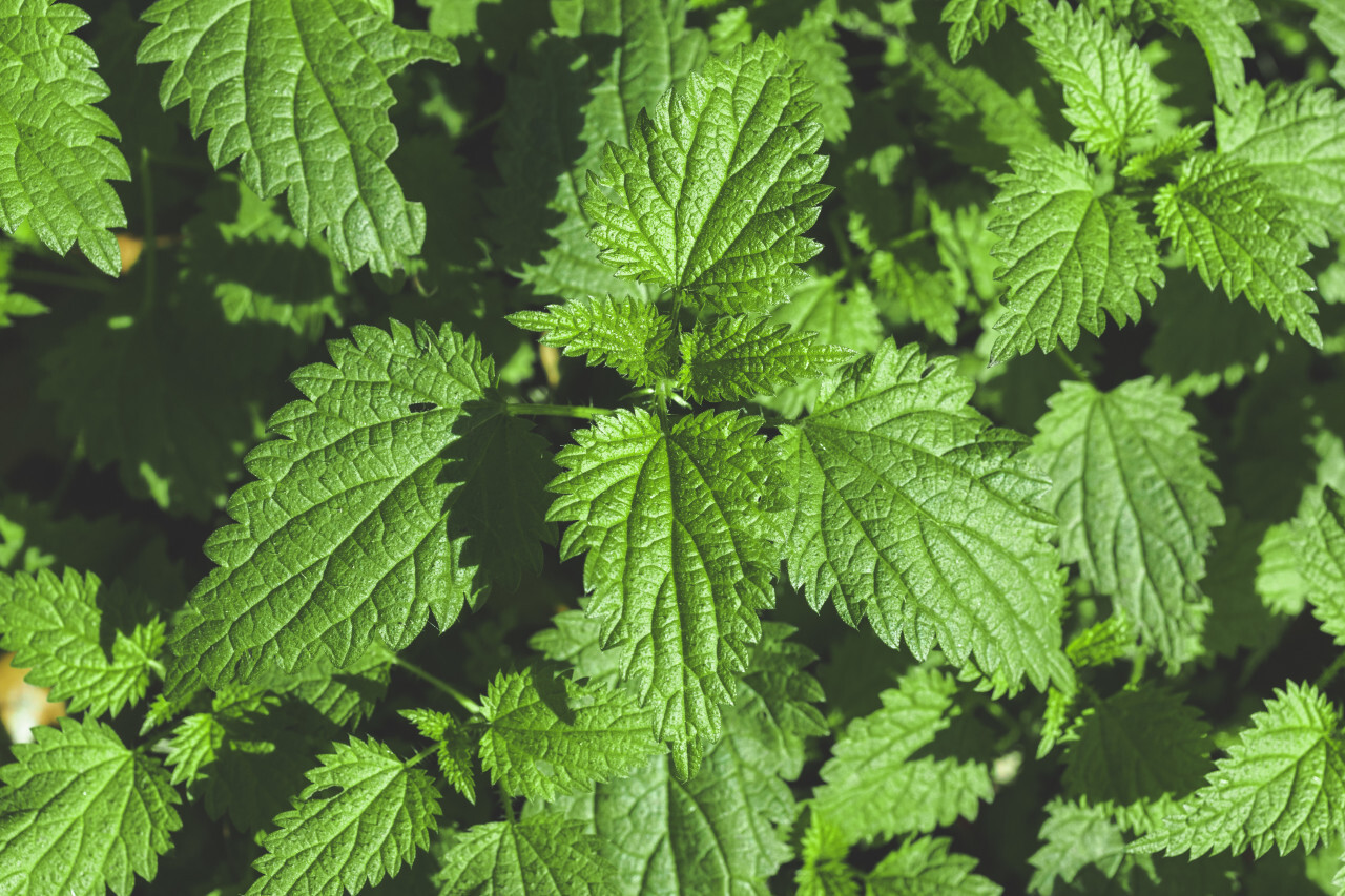 Stinging nettle