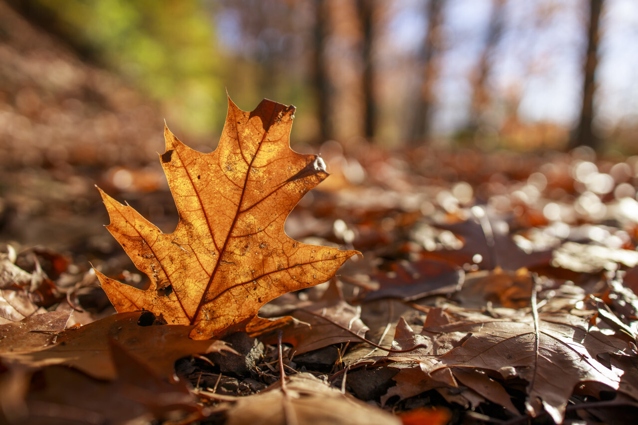 Oak leaf in autumn on forest floor