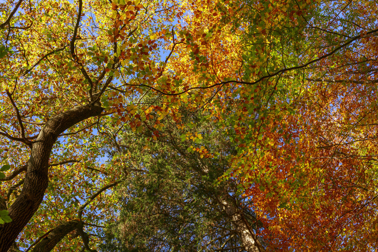 Colorful beech leaves in autumn on the tree in the forest