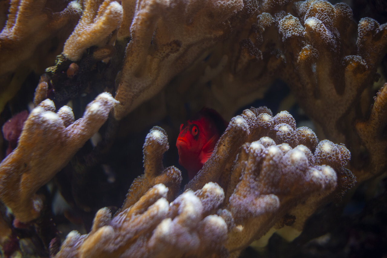 Flame hawkfish (neocirrhites armatus)