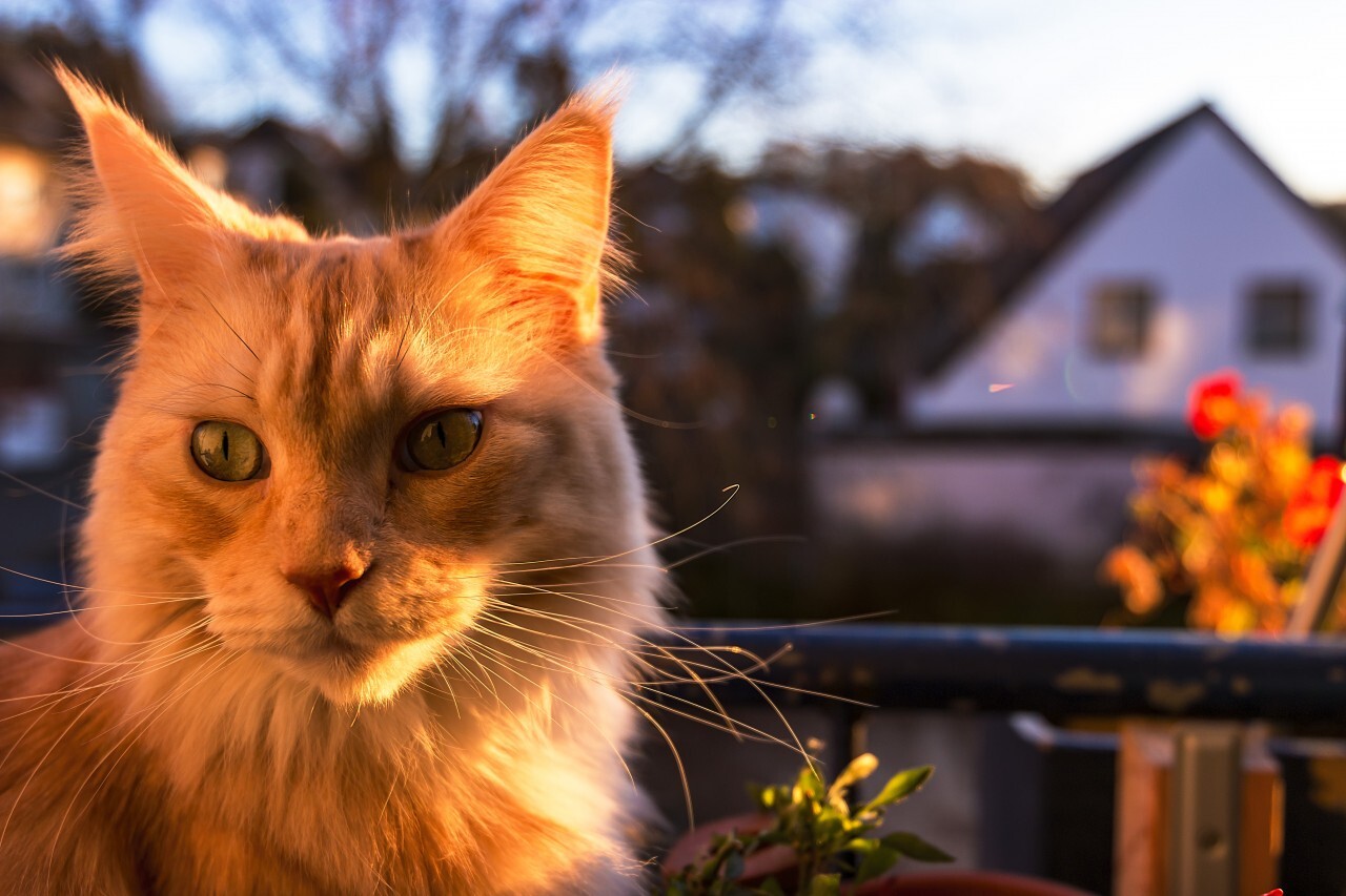 Maine Coon Cat sitting by sunset on the balcony