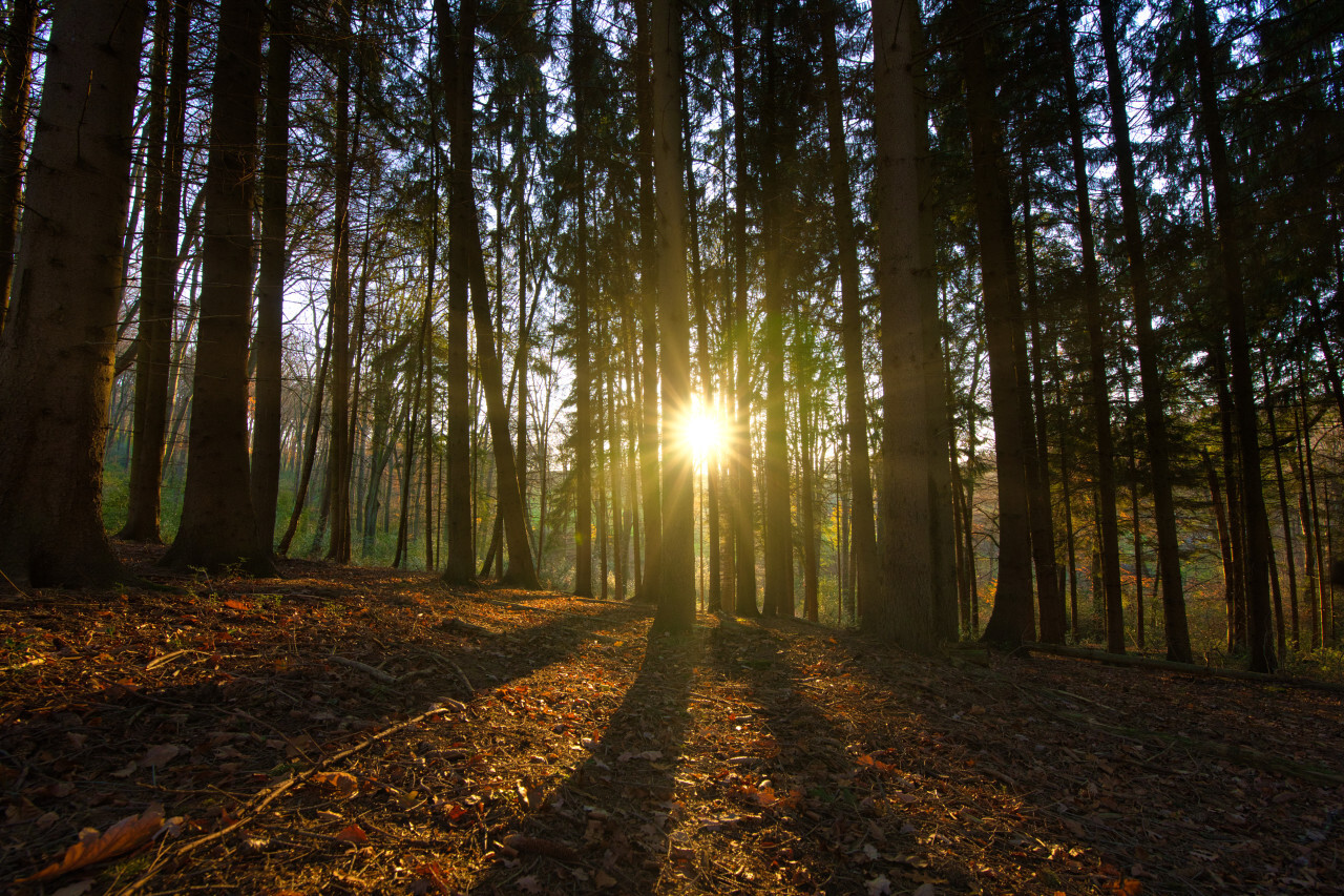 autumn panorama of a sunny forest