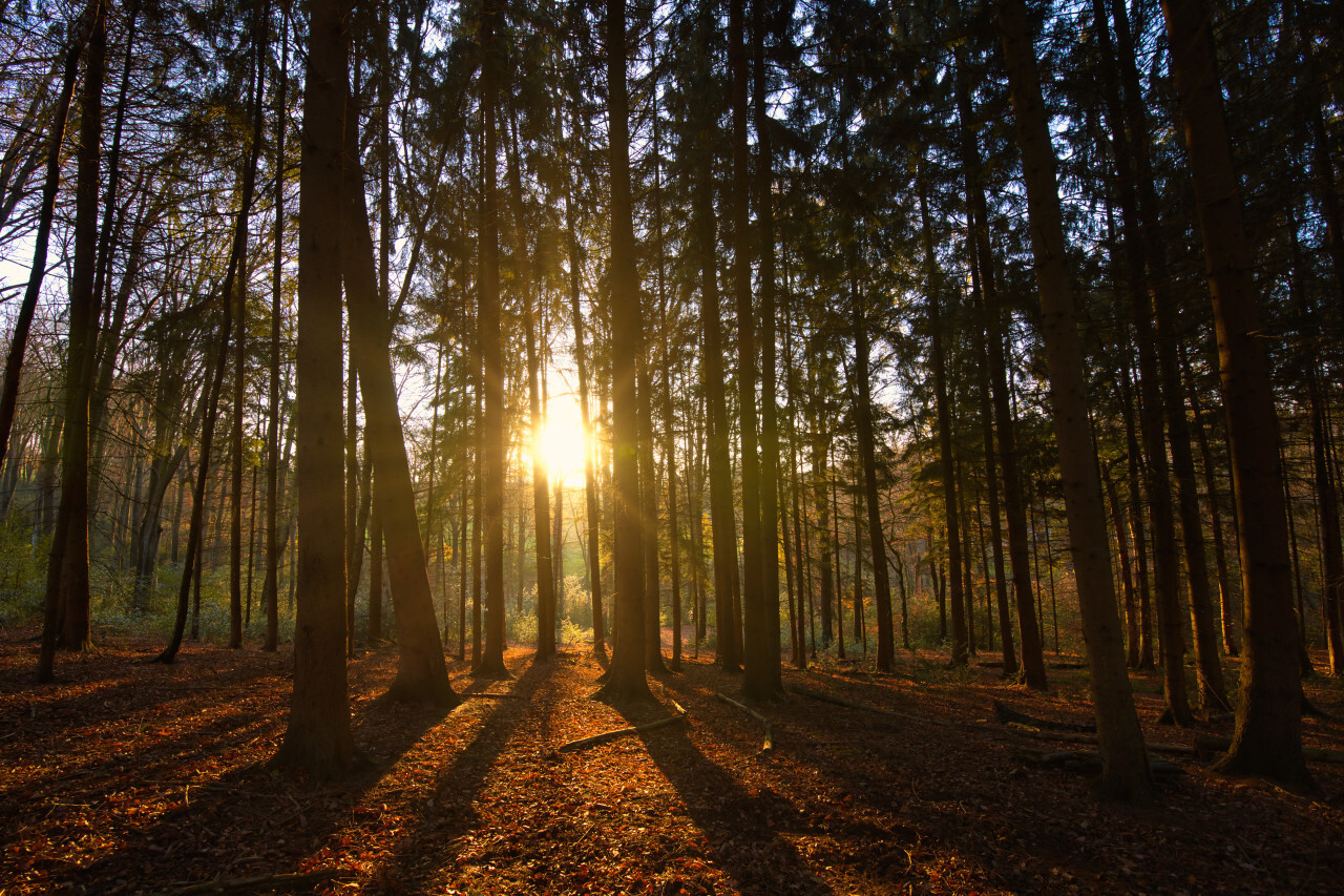 autumn panorama of a sunny forest