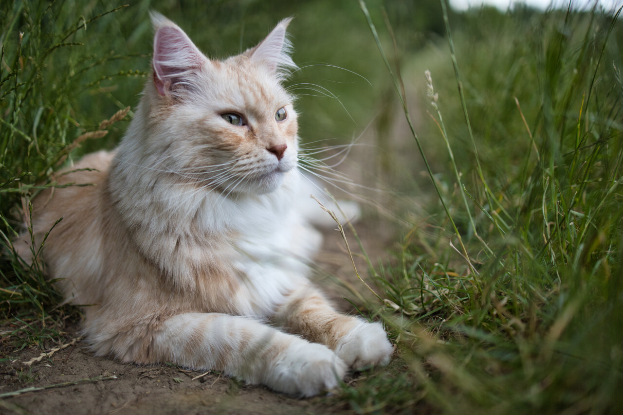 Maine Coon Cat lies on a dirt road