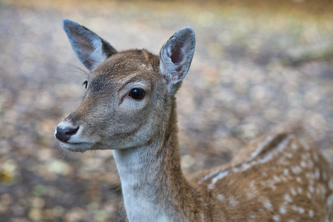 Portrait of an deer