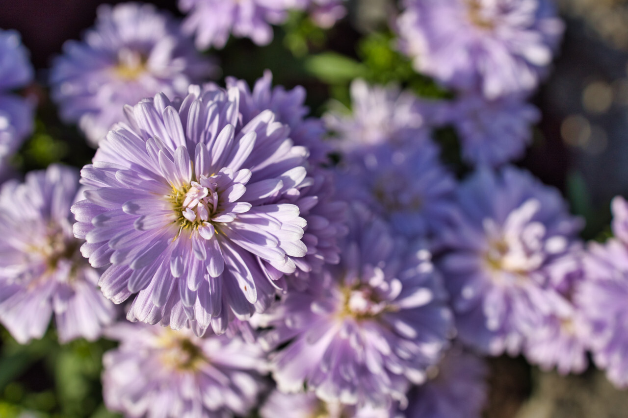 Beautiful violet aster flowers