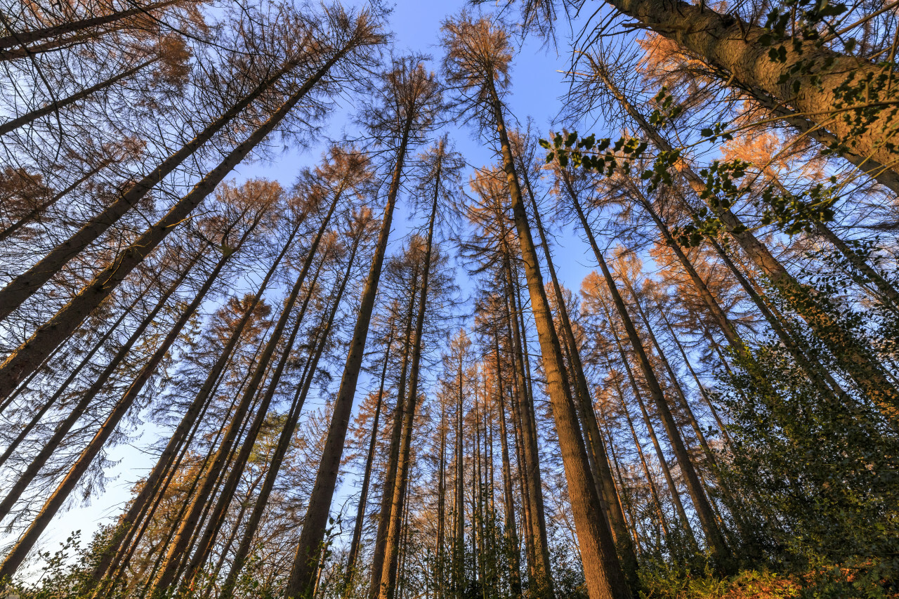 German forest in autumn