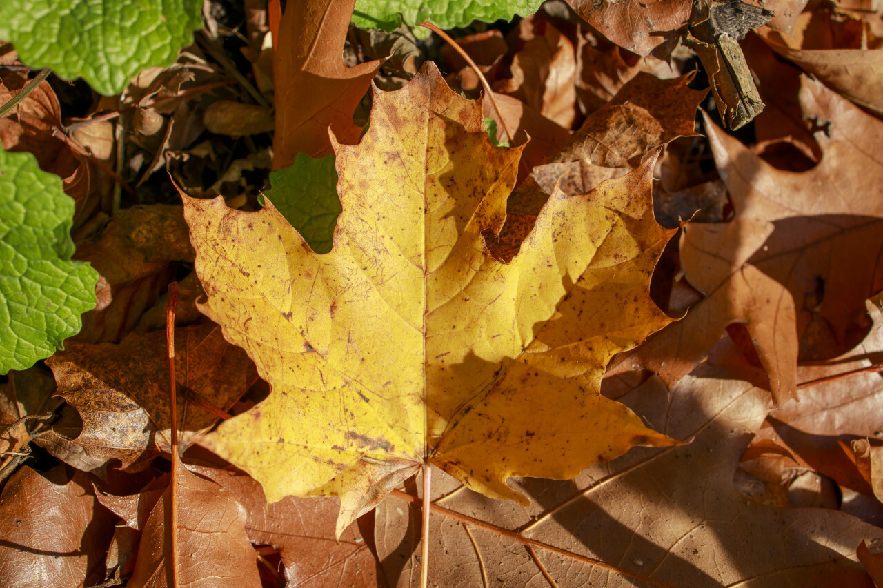 Maple leaf in autumn on the forest floor