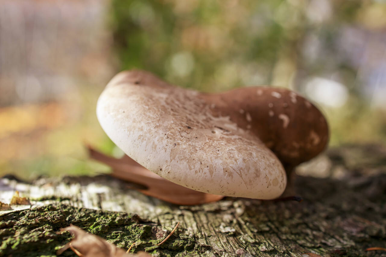 Polypore - Tinder Fungus