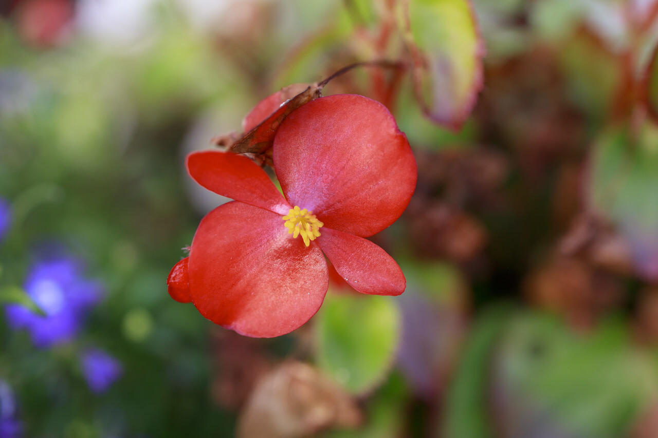 Red Wax begonia Flower Close Up