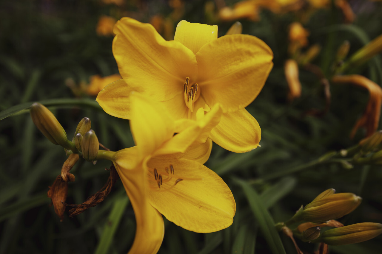 yellow lilies flowers growing in a garden