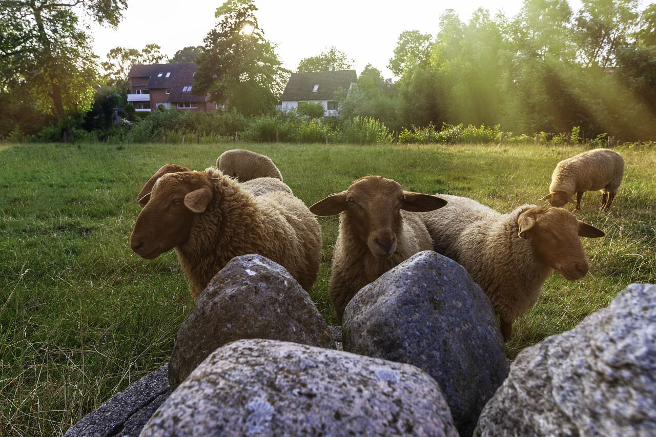 cute sheep looking at the camera