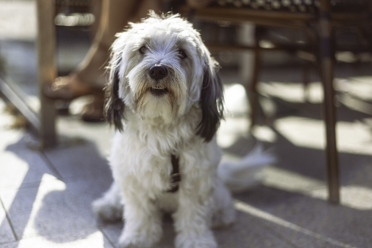 cute havanese dog under a table