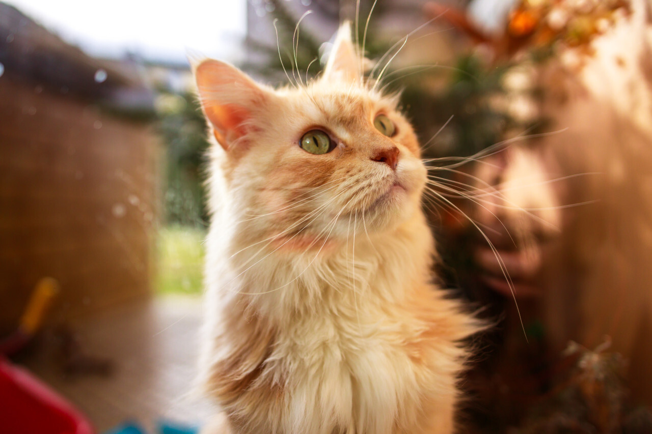 Cat stands in front of the window and wants to get in