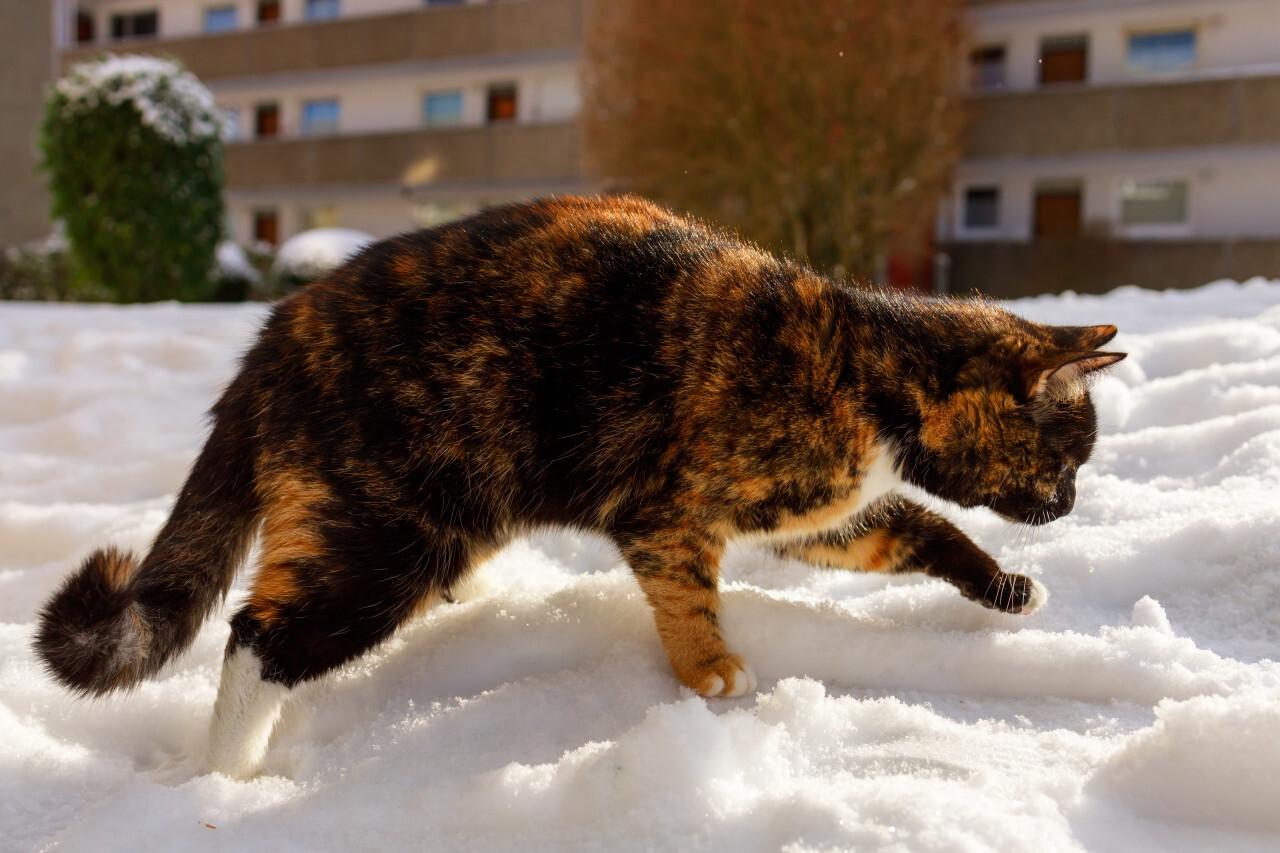 Cute cat walks in snow