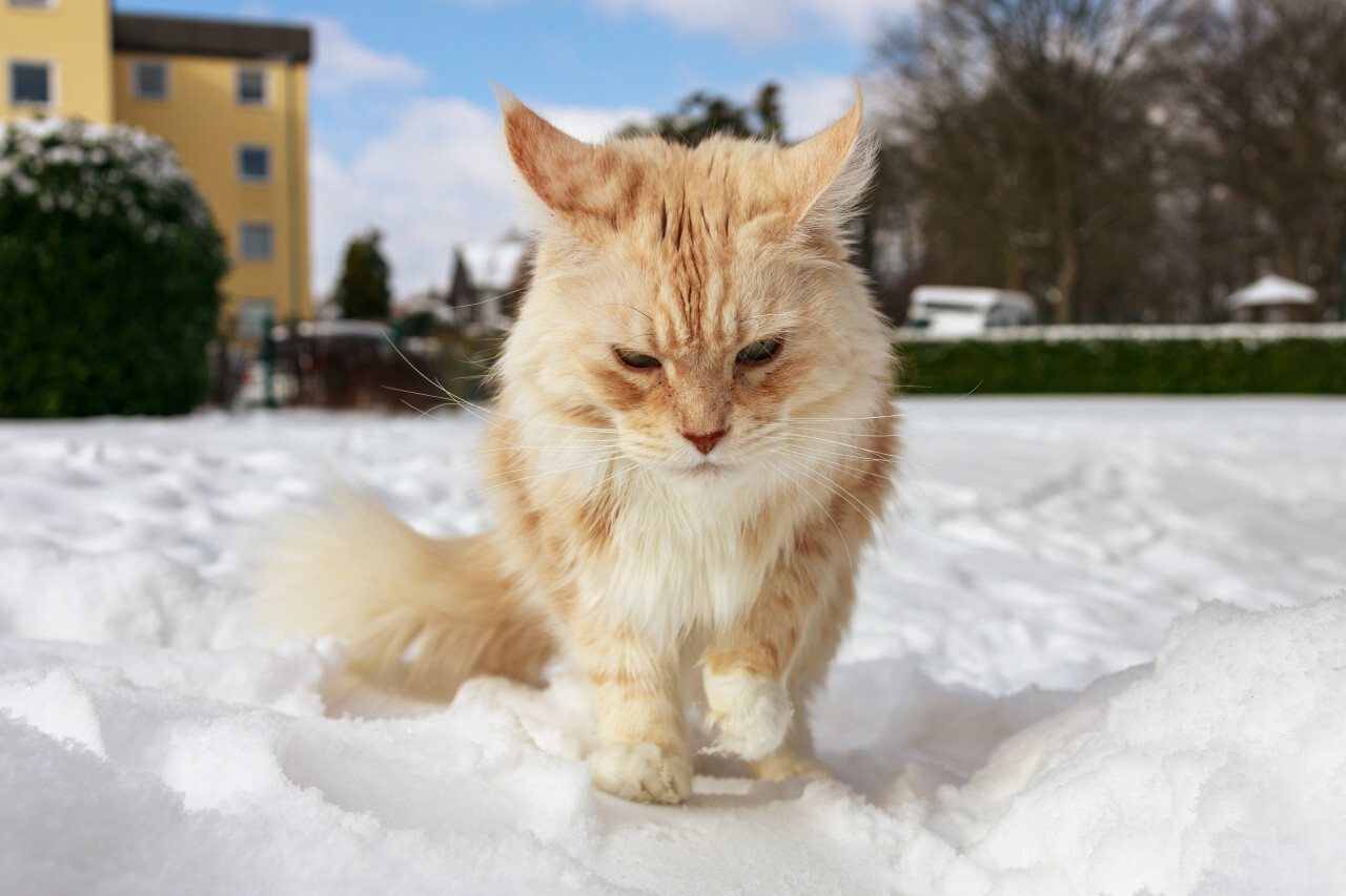 Maine Coon Cat walks in snow