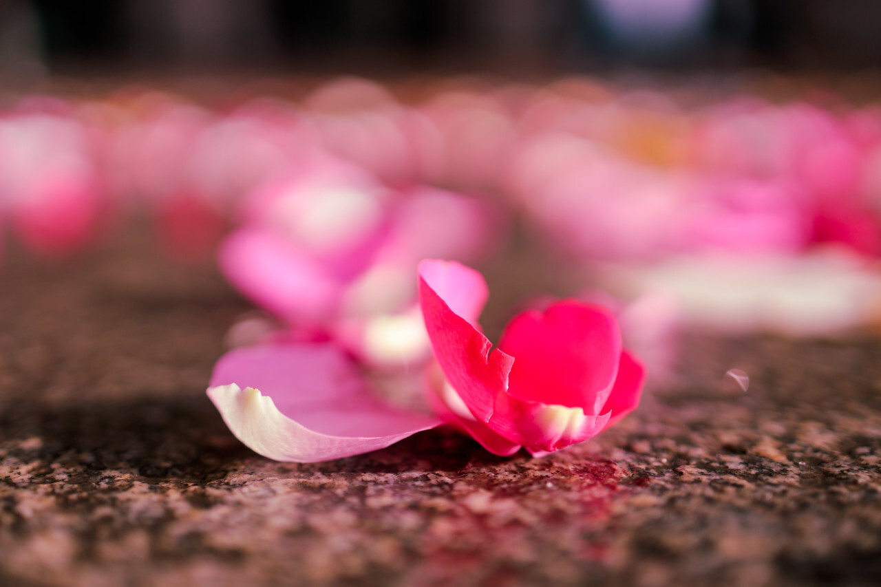 Rose petals on the floor