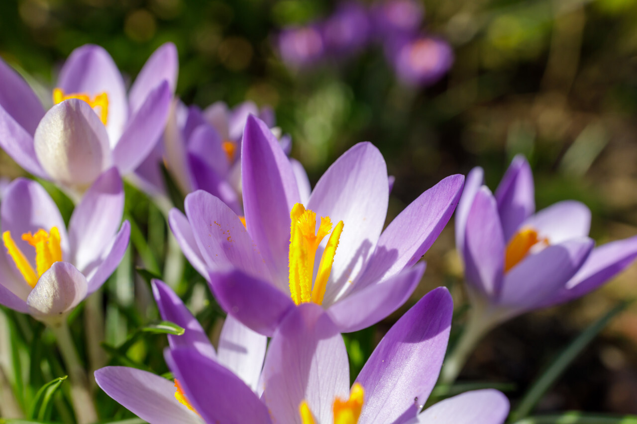 Purple Crocus Flower Close Up