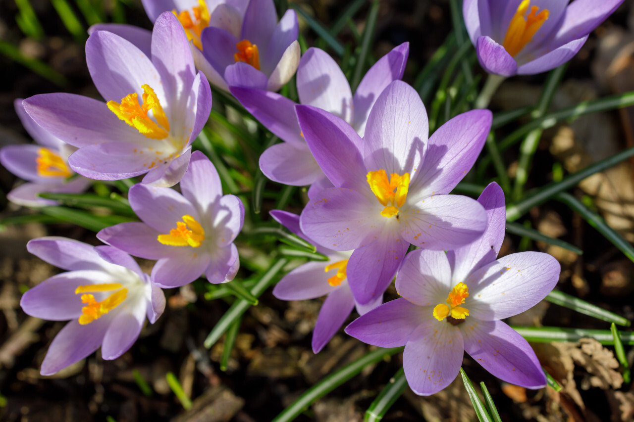 Purple Crocus Flowers view from top