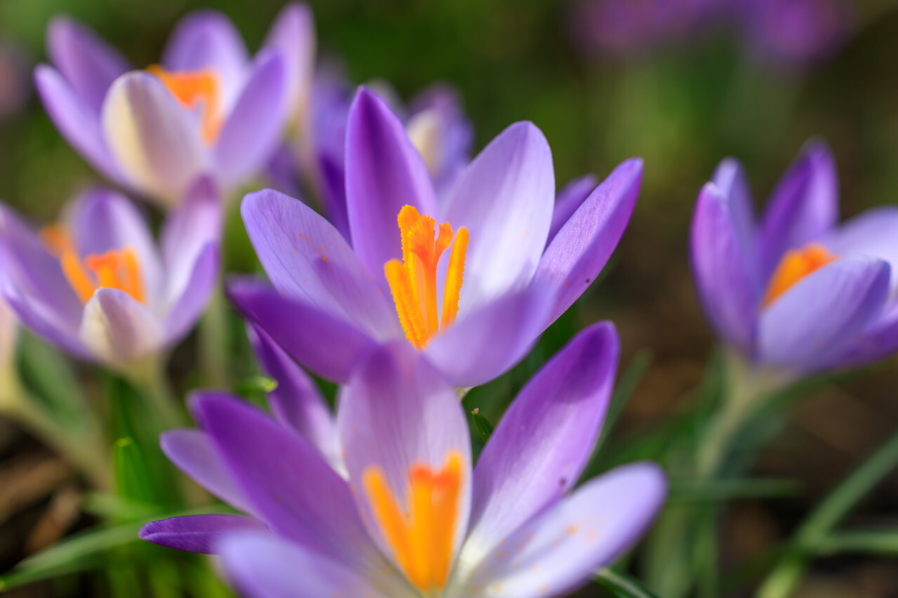 Purple Crocus Flowers Macro