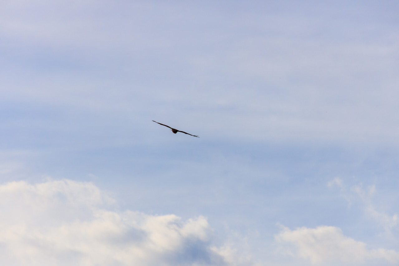 Hawk or Buzzard in the air