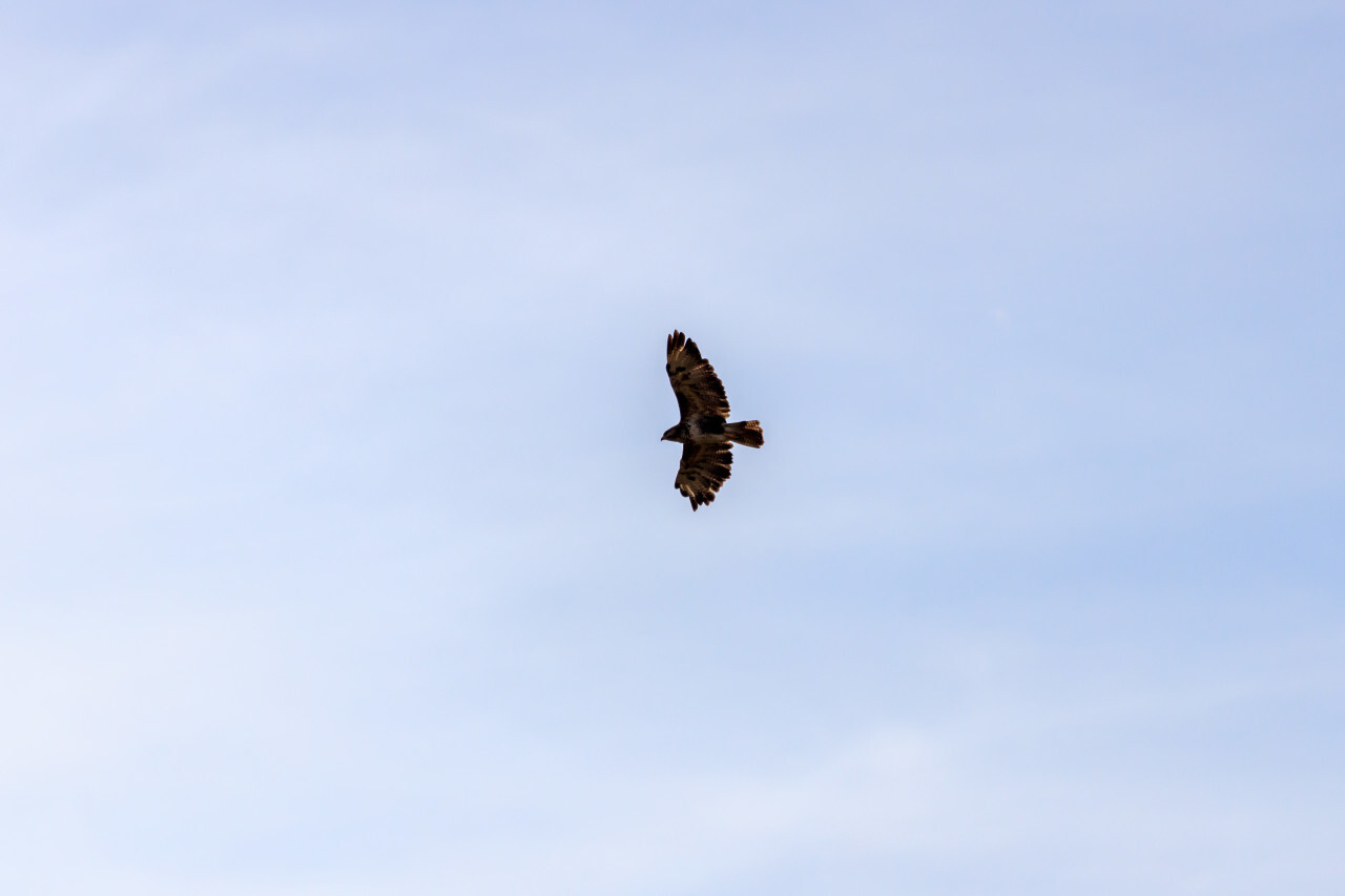 Hawk in the air