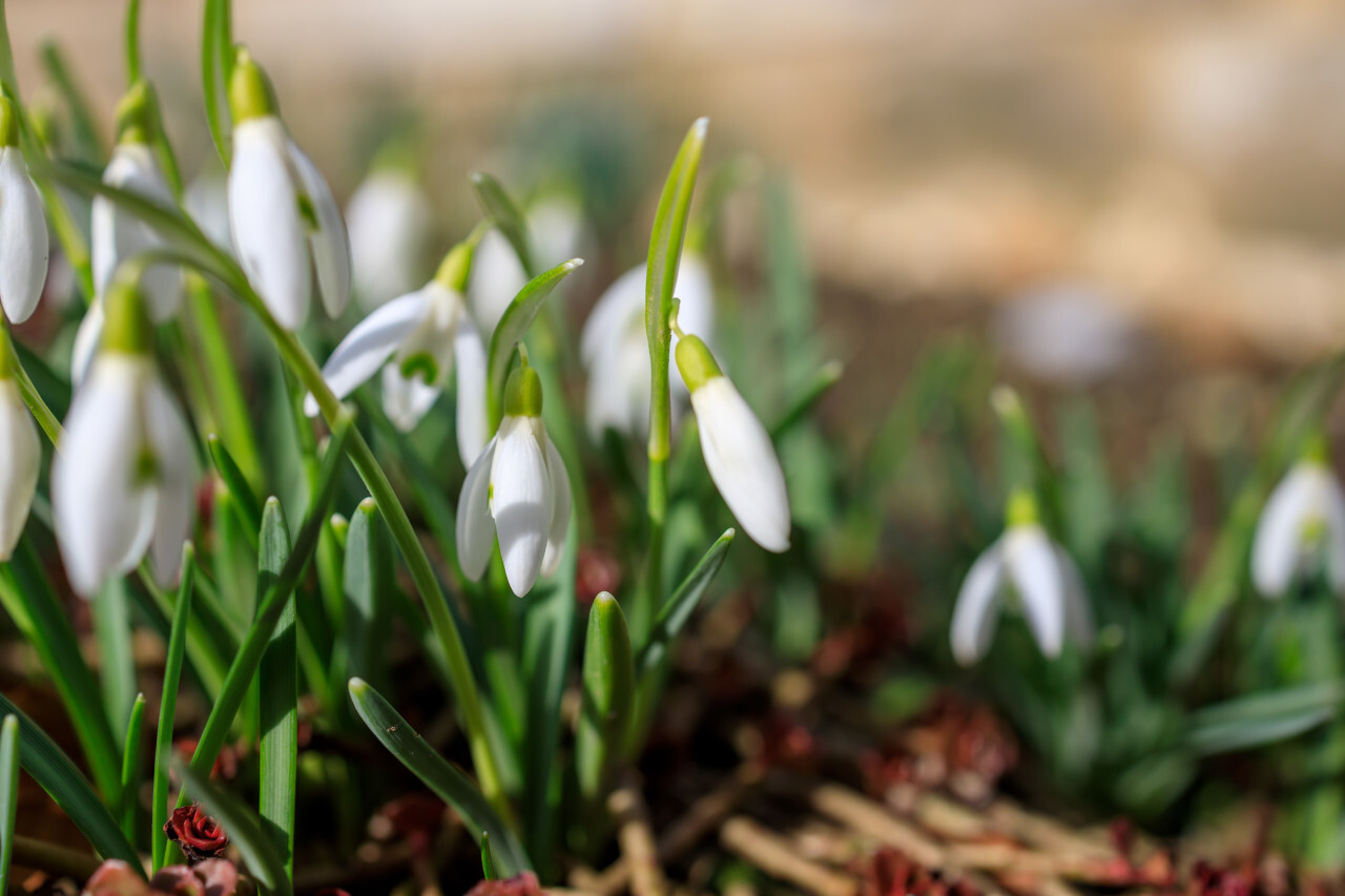 Galanthus snowdrop