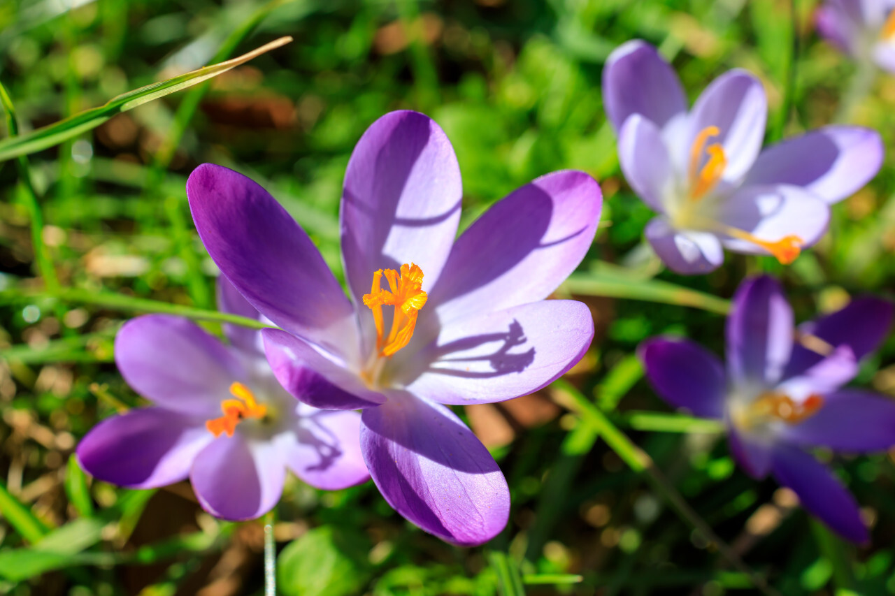 Spring Crocus Flowers on a meadow