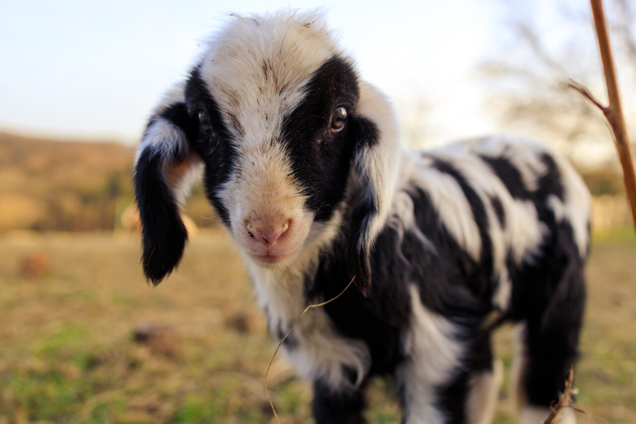 A black and white spotted lamb in a pasture