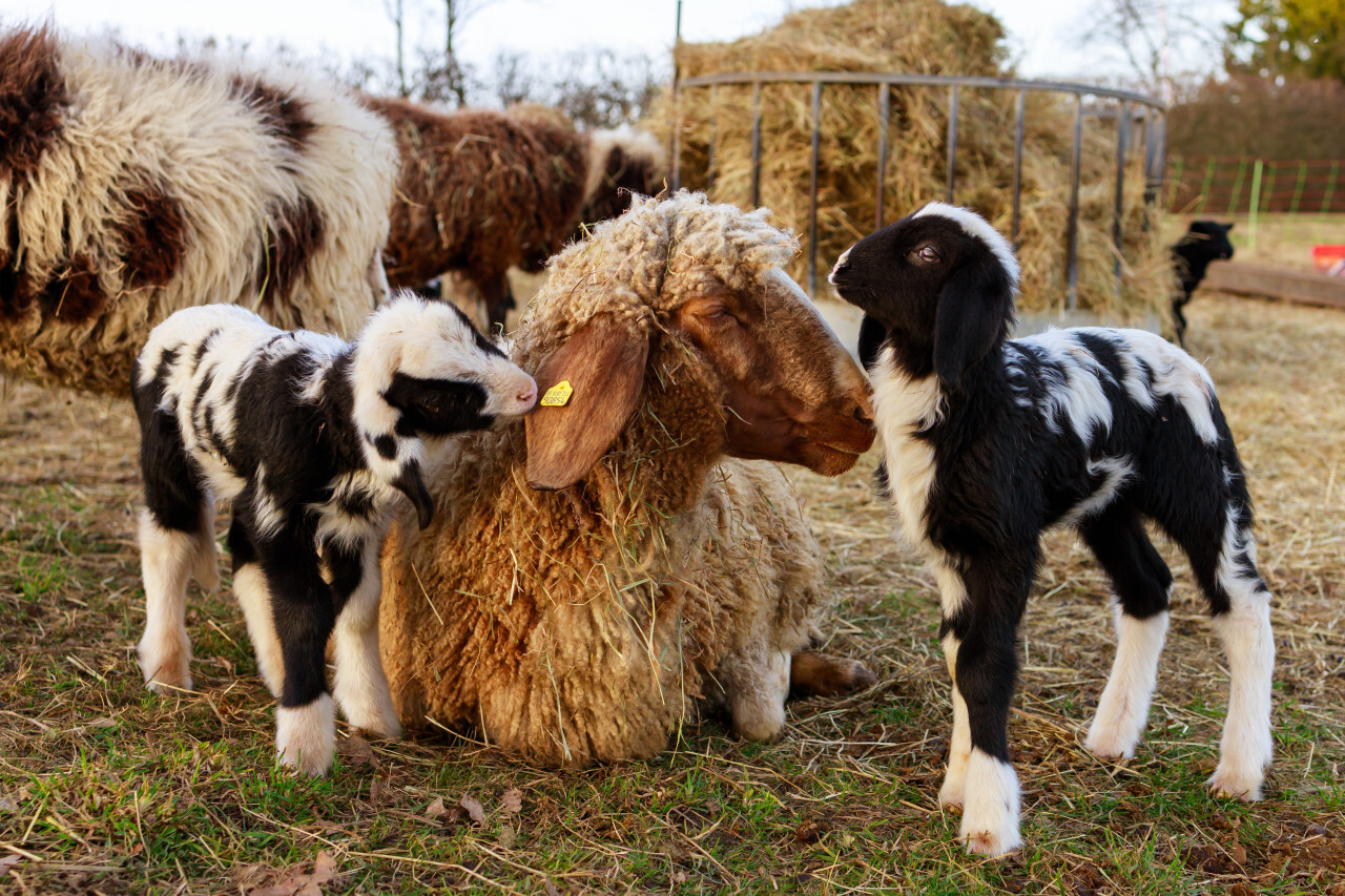 A mother sheep with her two lambs