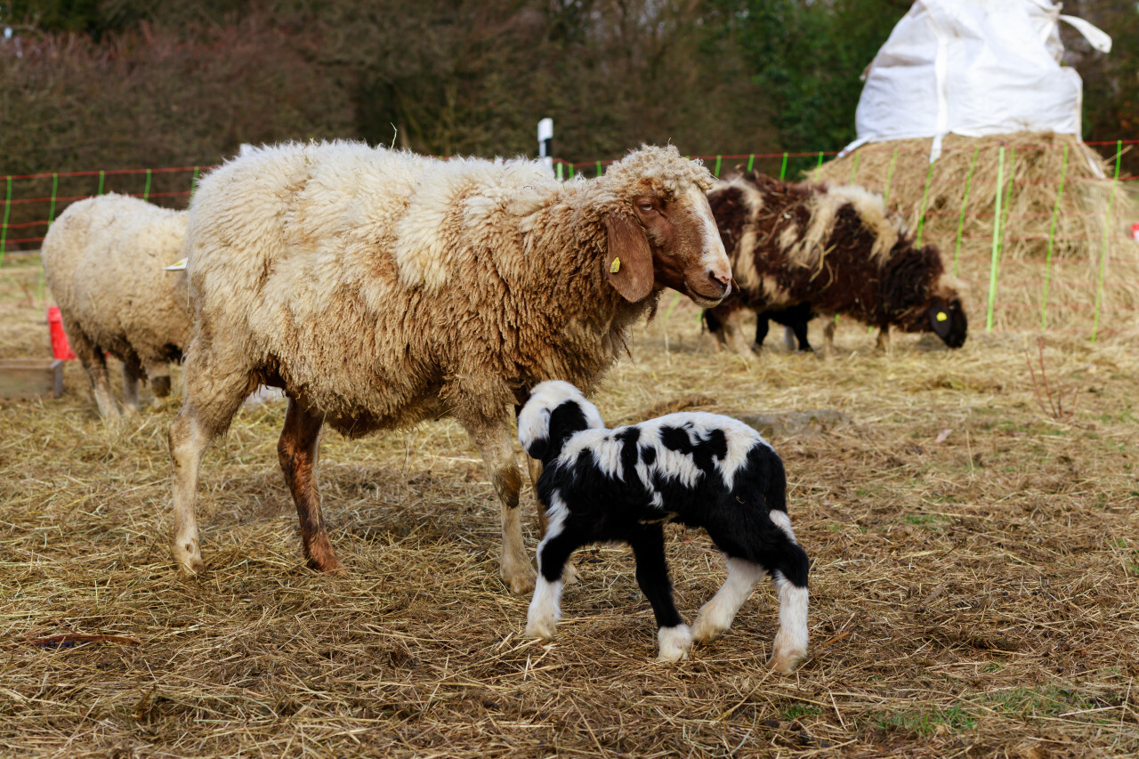 A white sheep and a lamb