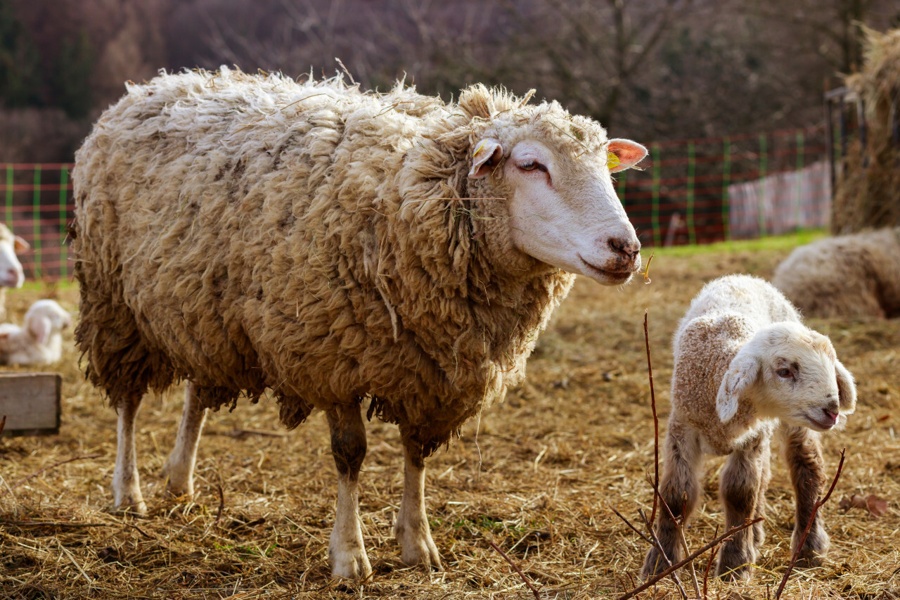 A white sheep mother with her cute white lamb