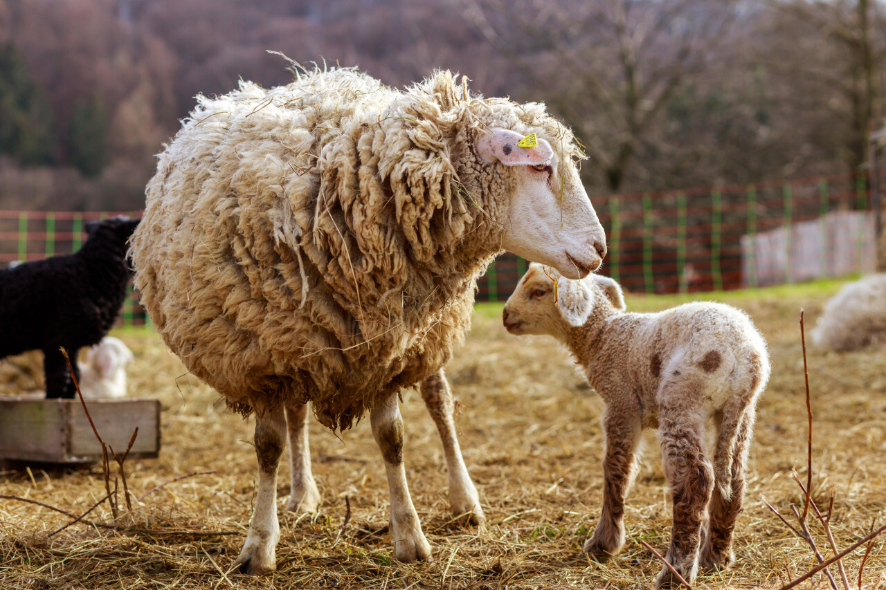A white sheep mother with her cute white lamb