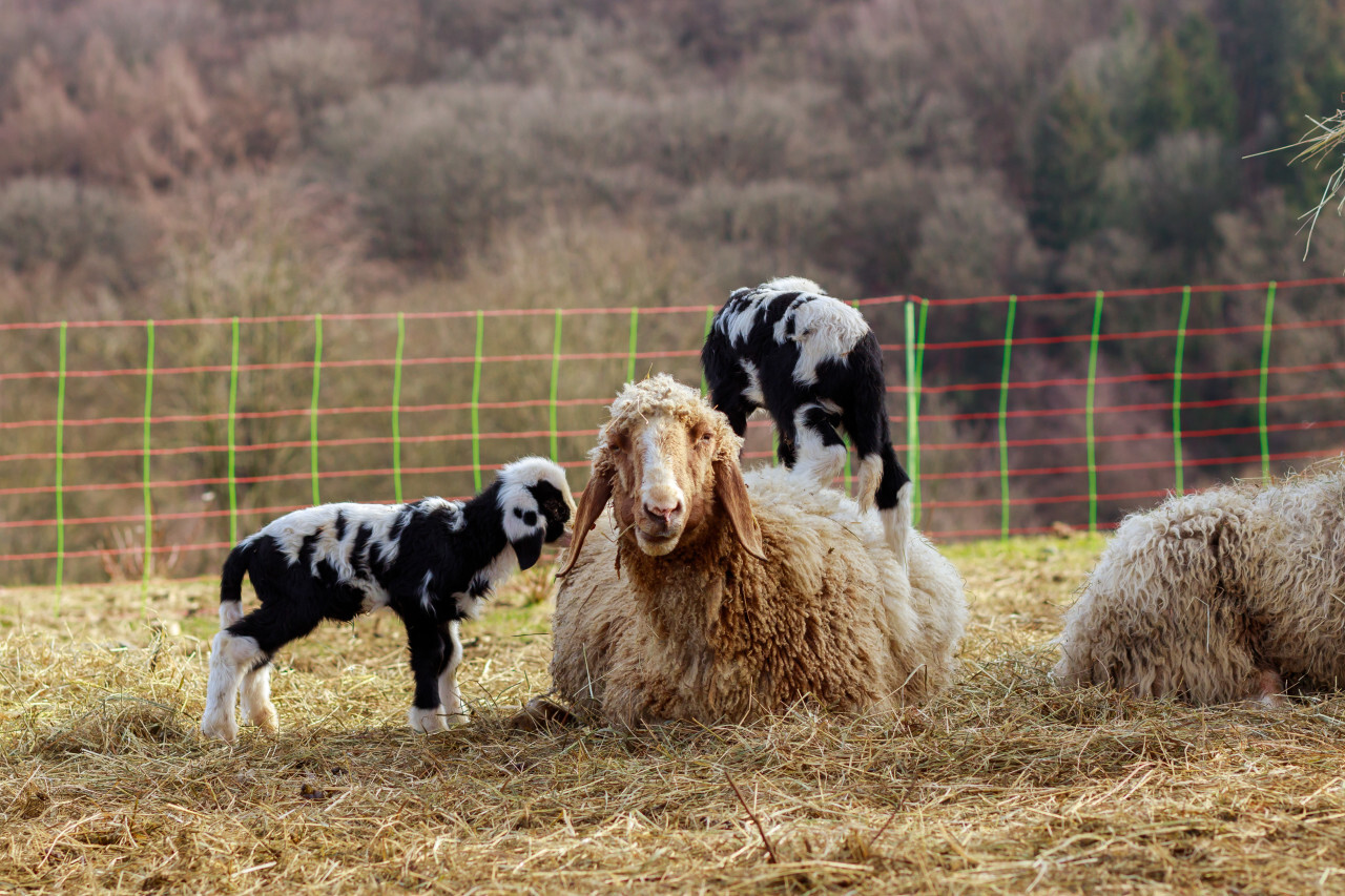 A sheep lies in the meadow and a lamb climbs on its back