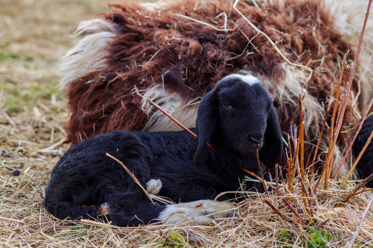 A little lamb lies with its mother sheep