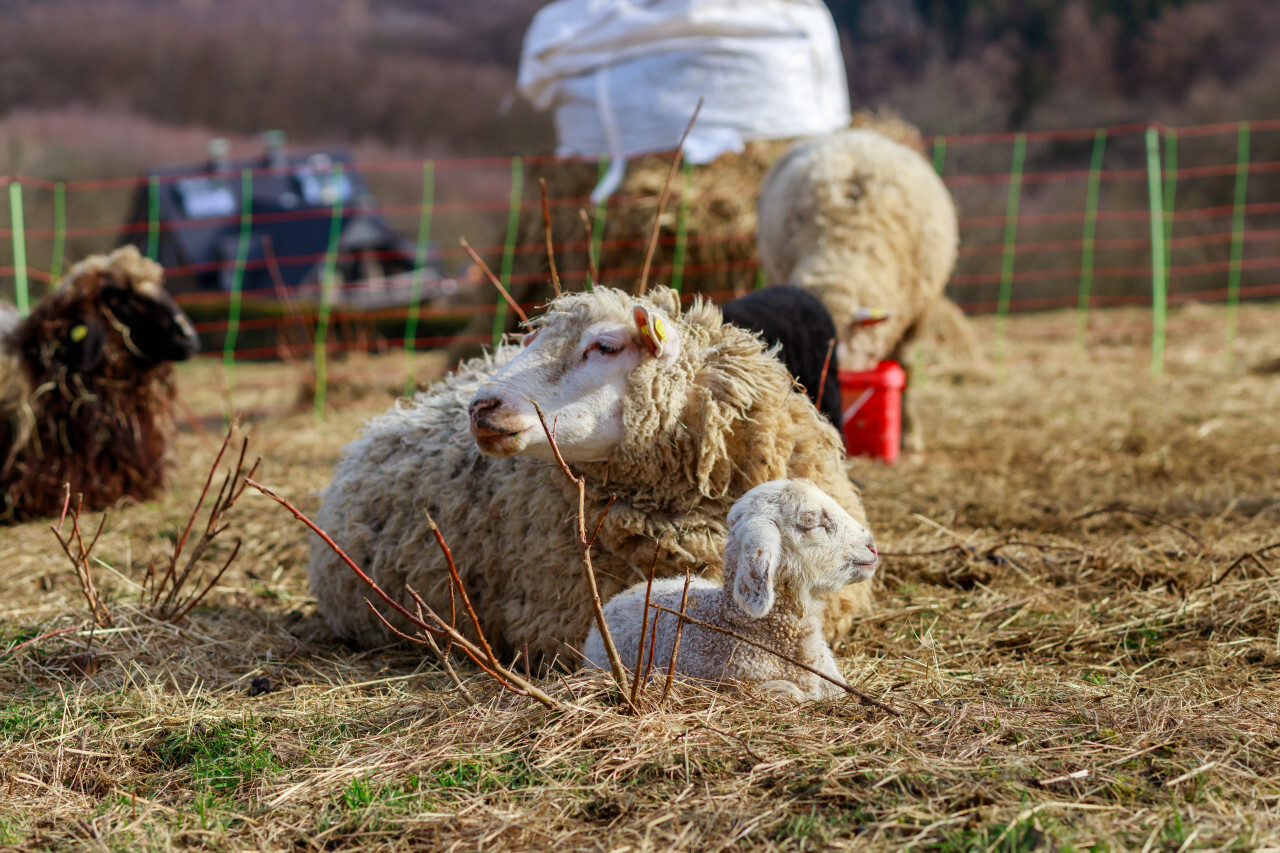 A little white lamb lies with its mother sheep