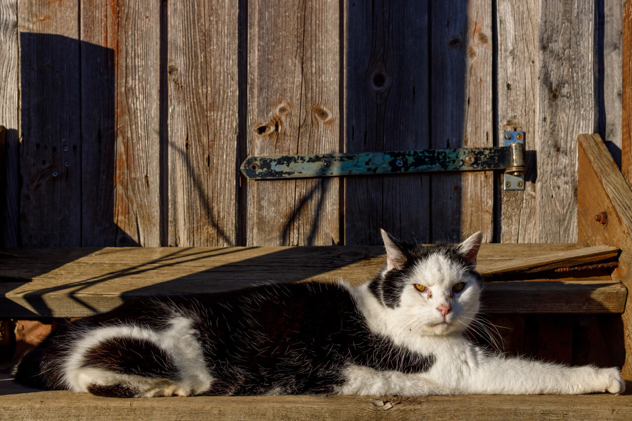 Black and white cat lies on the stairs in front of a wooden door