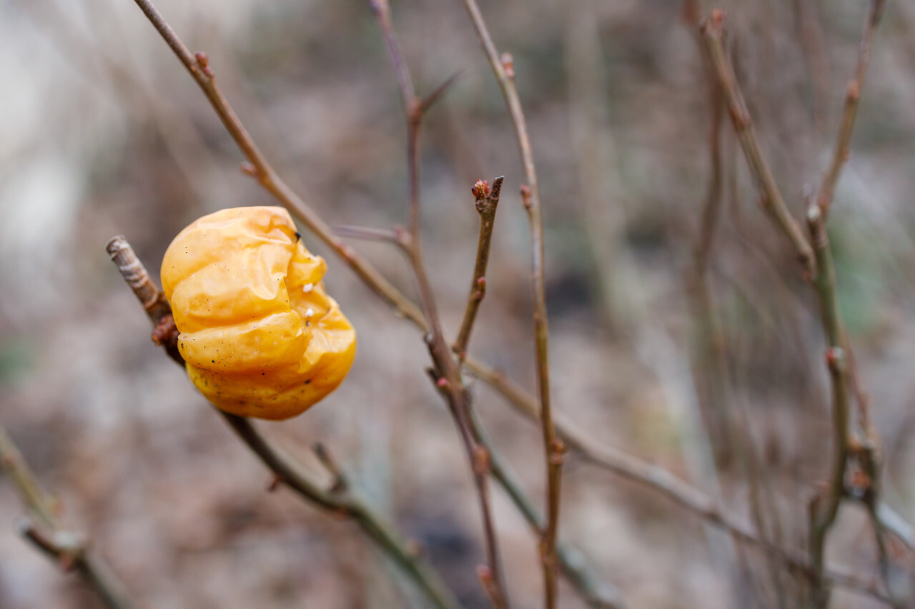 putrid orange quince on the bush in winter