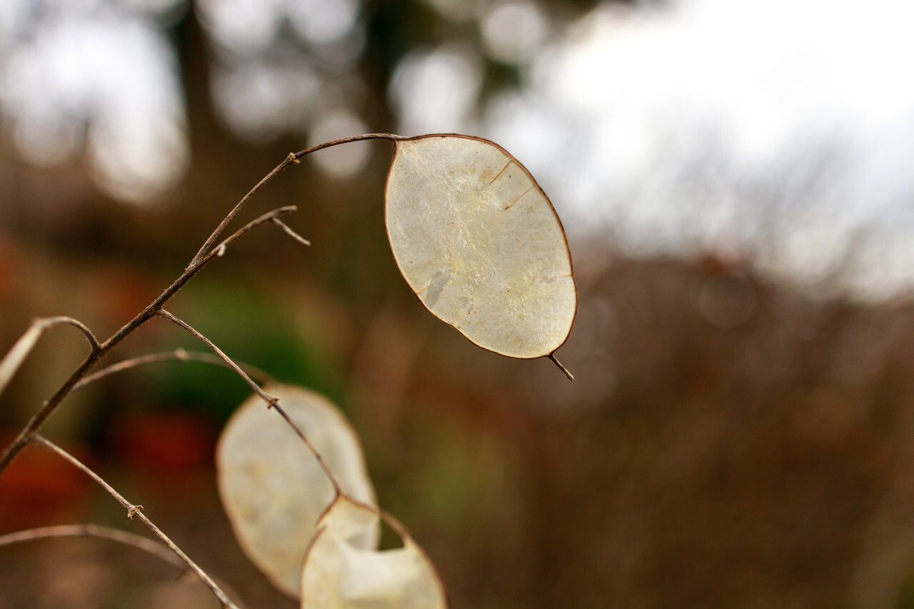 Lunaria