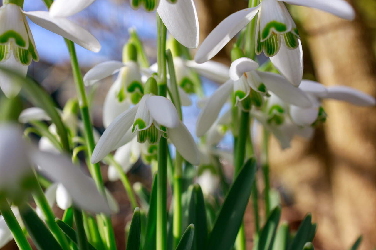 Snowdrops - Galanthus White Spring Flowers