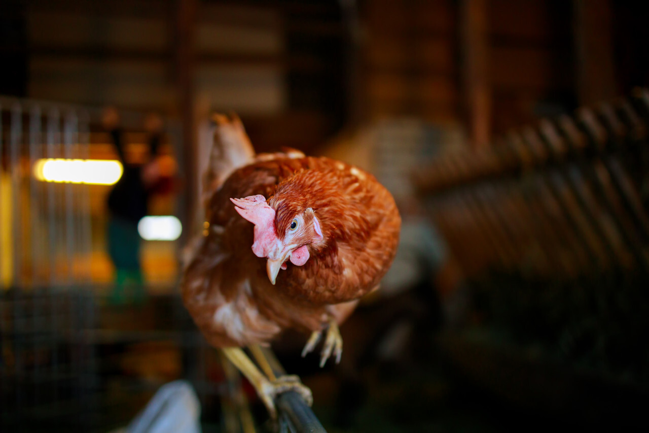 A curious hen in a stable