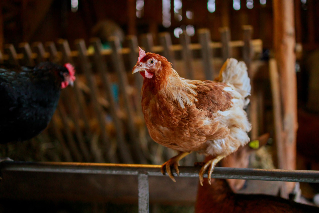 Hen in the barn