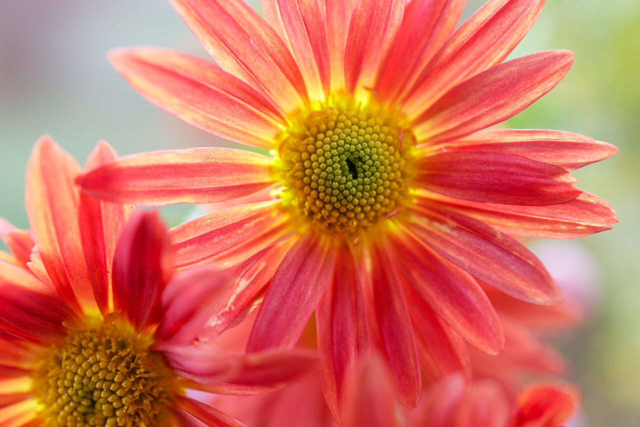 Gerbera jamesonii