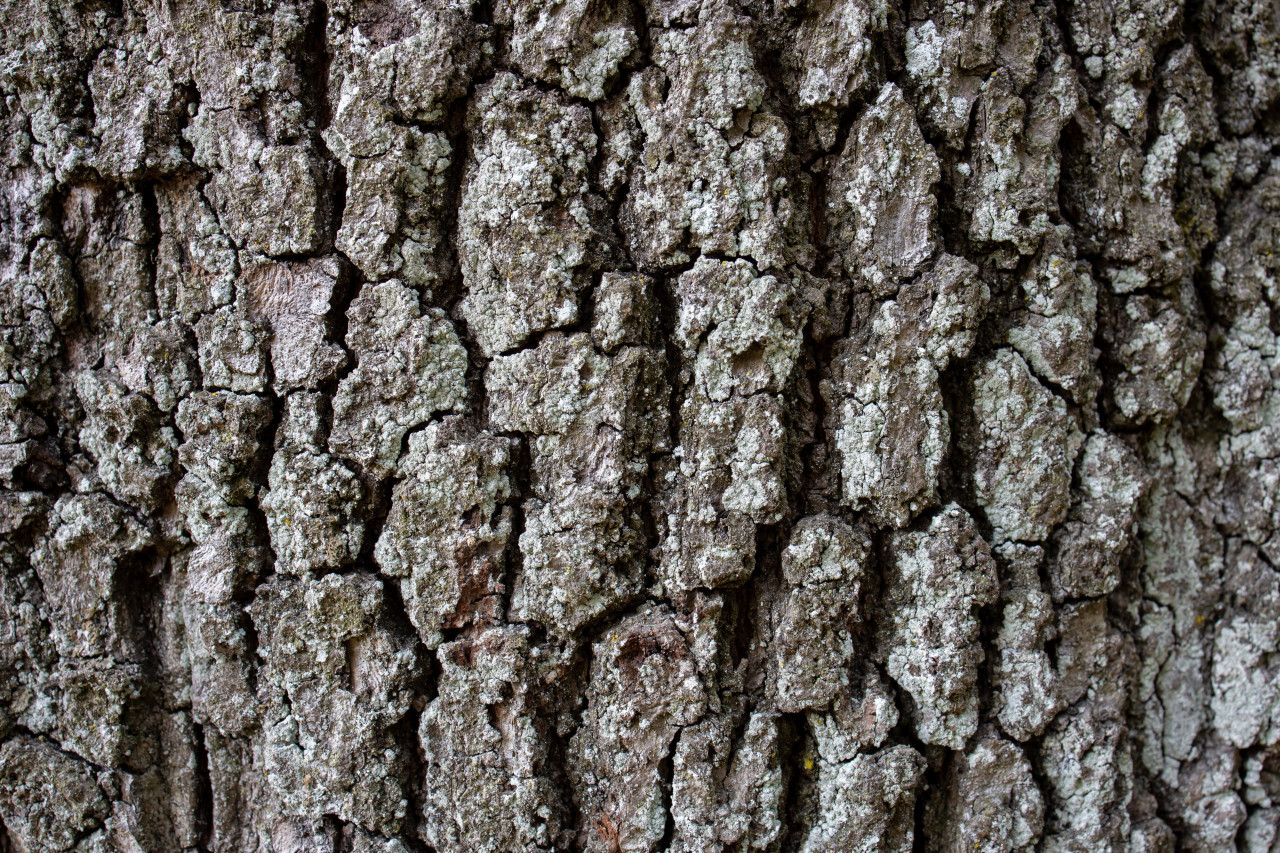 Tree bark texture